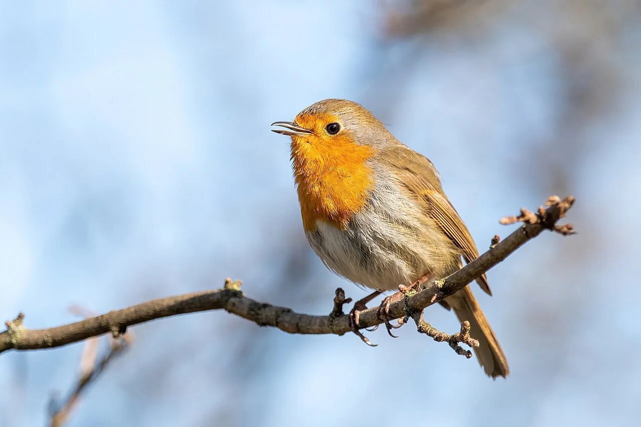 A European robin perched on a branch