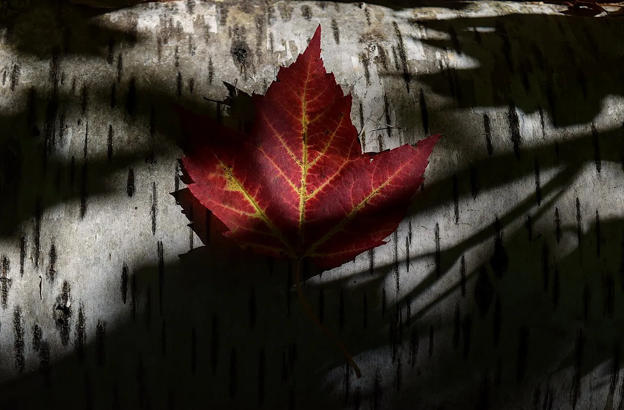 A red maple leaf against birch bark