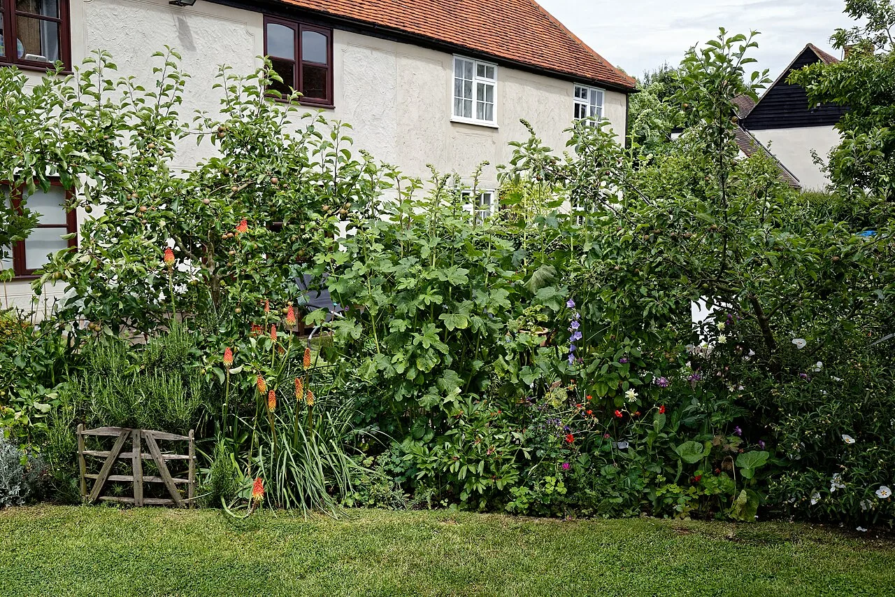 A flowering cottage garden in England
